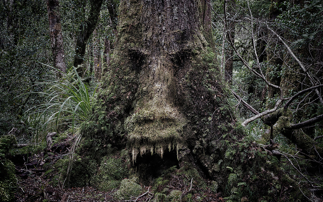 Most trees. Dangerous Forest. Лес Денжерос ор. Forest in Danger. Harming Trees.