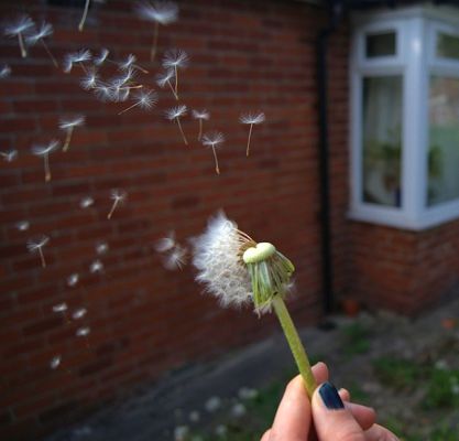 626px-dandelion_seed_dispersal.jpg